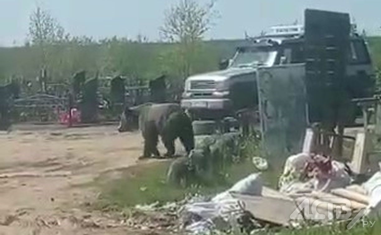 Медведь встретил сахалинцев на кладбище