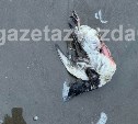 Мёртвых птиц обнаружили на побережье в Поронайском районе