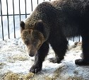 В зоопарке Южно-Сахалинска проснулись медведи
