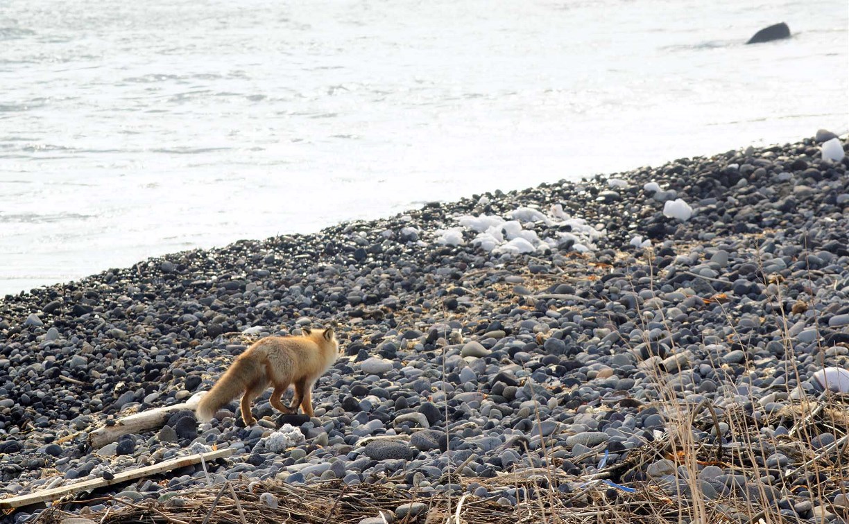 Численность соболя снизилась, а лисиц на Шикотане стало больше