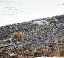 Численность соболя снизилась, а лисиц на Шикотане стало больше