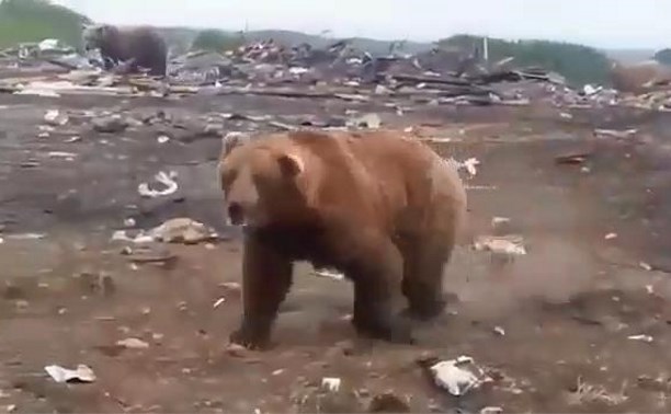 Полтора десятка медведей поселились у дороги на севере Сахалина