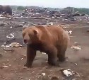 Полтора десятка медведей поселились у дороги на севере Сахалина