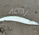 Хищную и редкую рыбу выбросило на берег Анивы