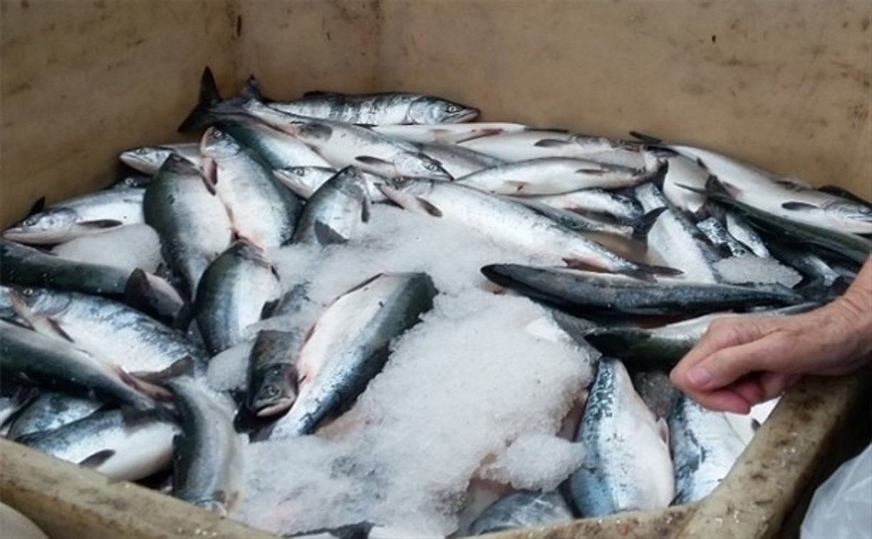 Сахалинский депутат: "Выйдите к "Технику" - там браконьерская рыба!"