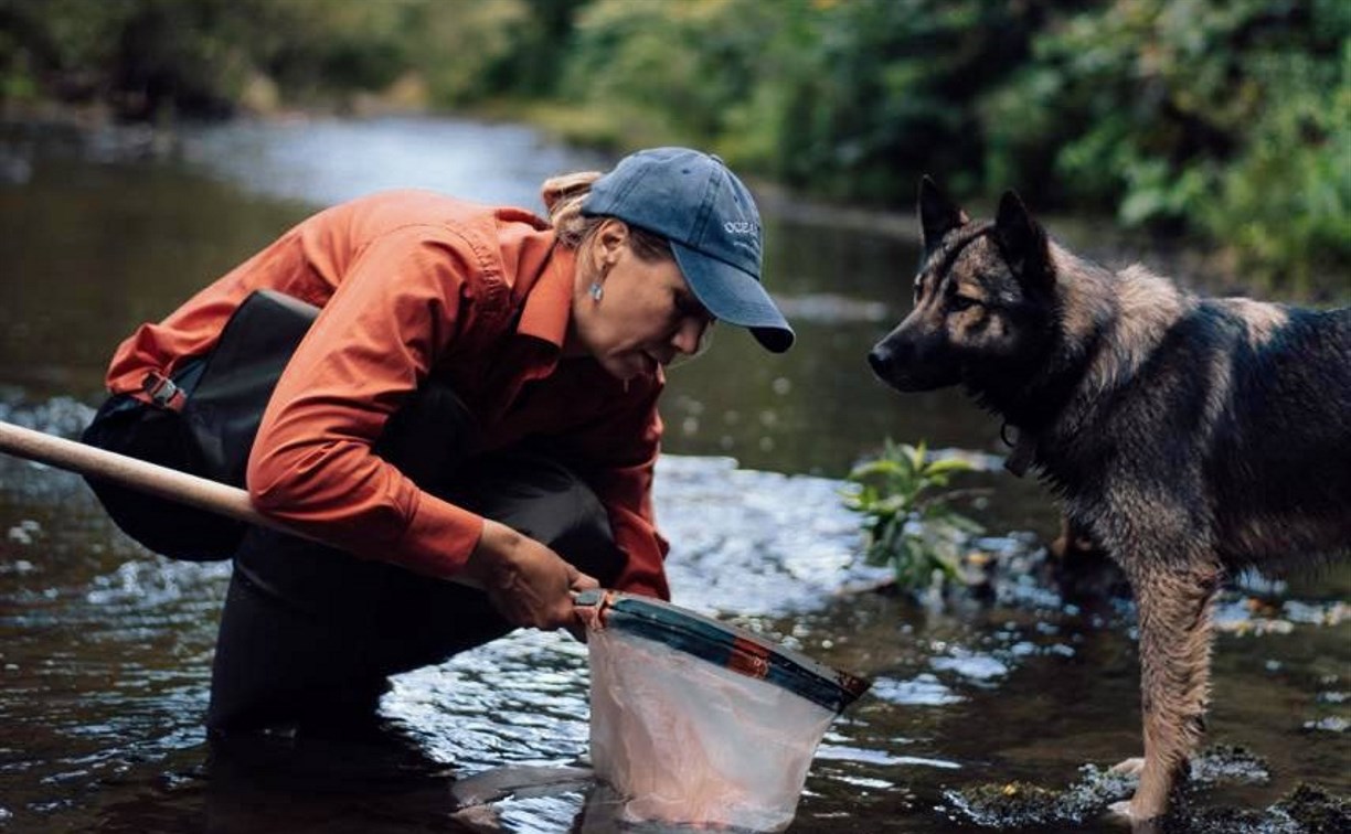 На юге Сахалина паводки лишают рыбу не только еды, но и "качества питания"