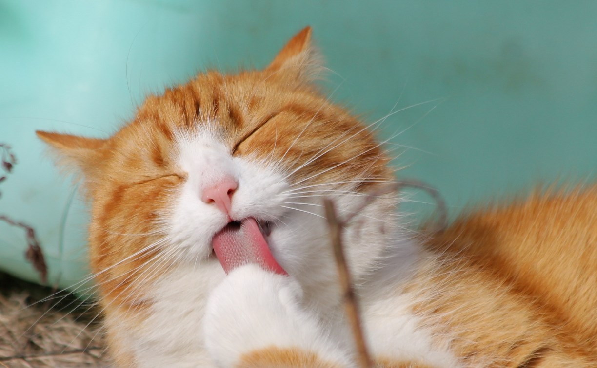 Названы самые популярные клички собак и кошек на Сахалине: Тузик в числе аутсайдеров