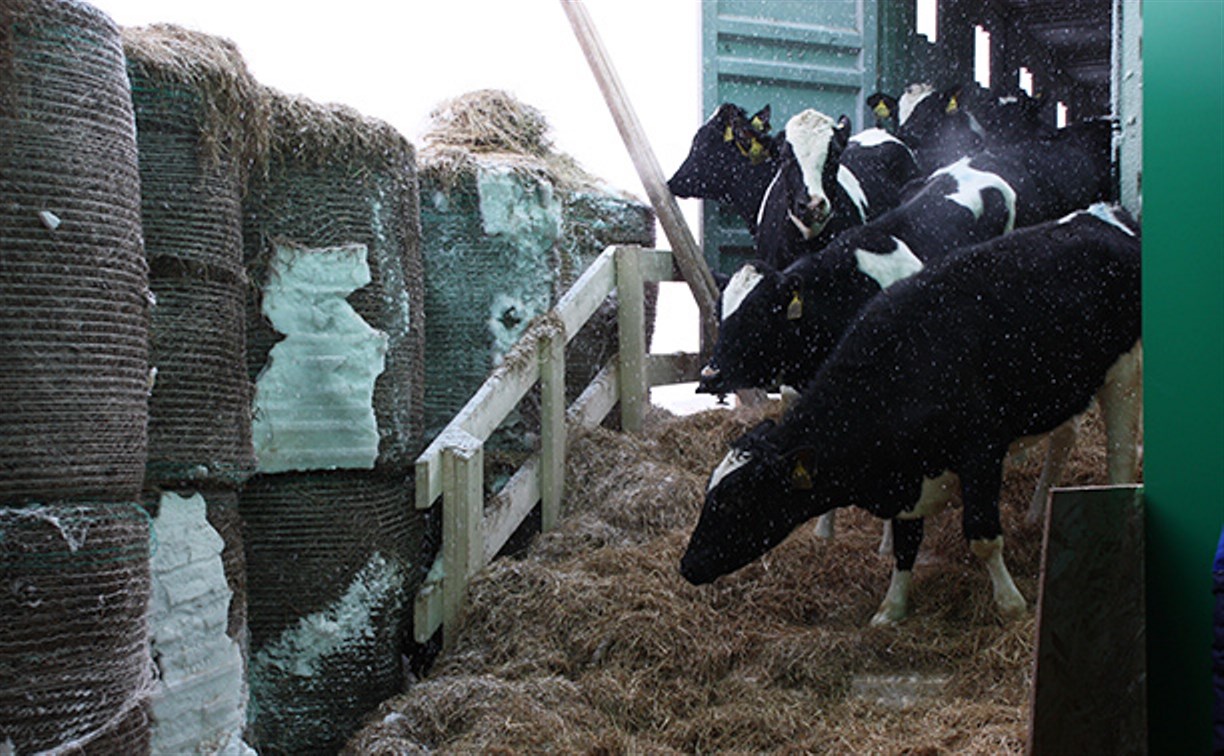 На Сахалин привезли больше 200 коров для нового молочного производства 