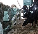 На Сахалин привезли больше 200 коров для нового молочного производства 
