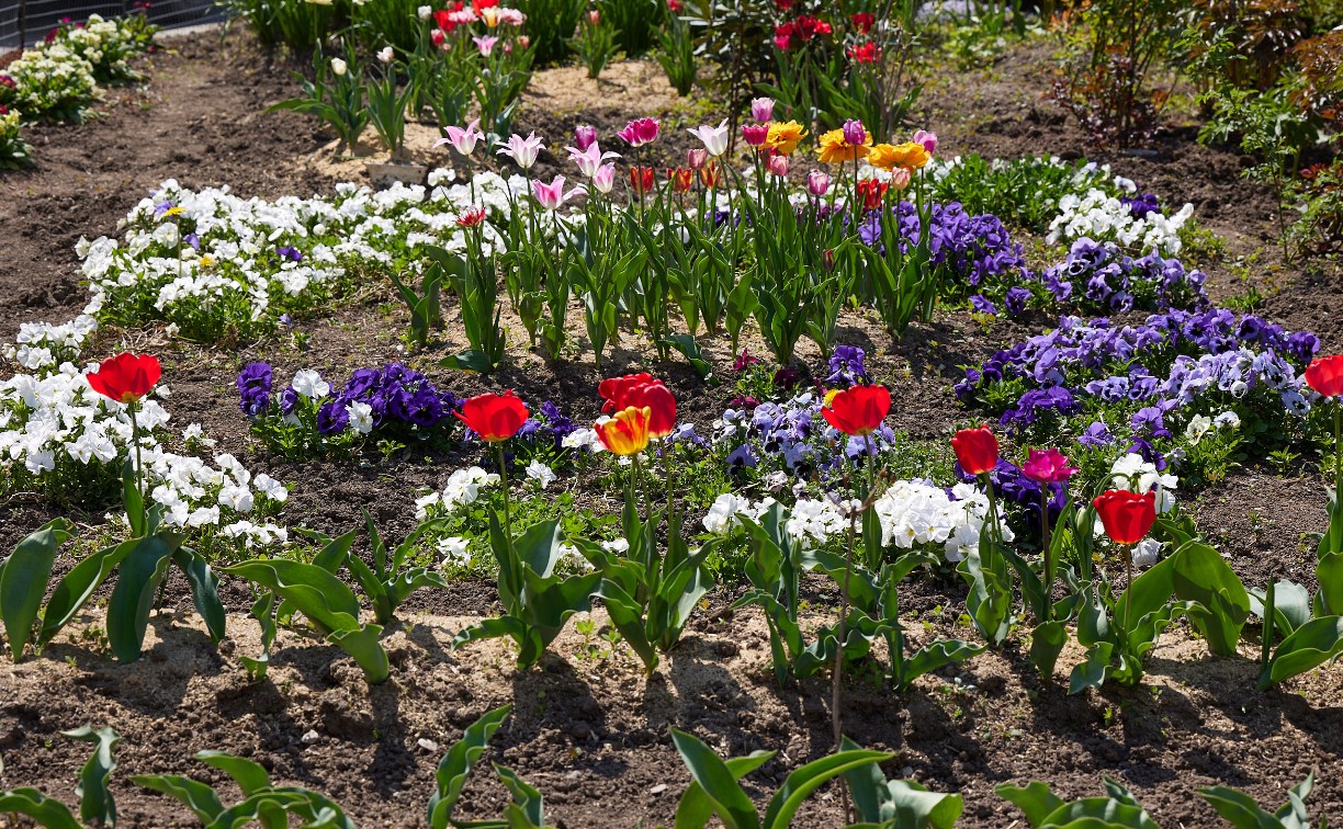 Жители Южно-Сахалинска делают цветники в собственных дворах