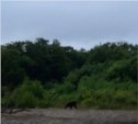 Медведь бродил на реке Очепуха 14 июля (ФОТО)