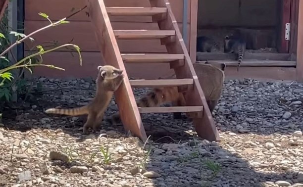 Сахалинский зоопарк снял очень милое видео с щенками носух