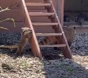 Сахалинский зоопарк снял очень милое видео с щенками носух