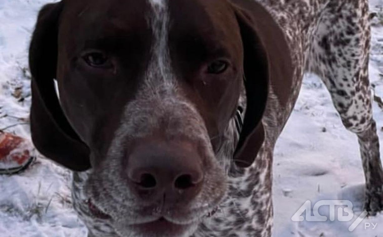 Сахалинцы ищут семью собаке-чемпиону, чей хозяин погиб
