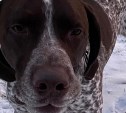 Сахалинцы ищут семью собаке-чемпиону, чей хозяин погиб