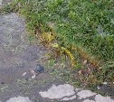 Канализационные стоки из септика текут в сторону детсада в Дальнем 