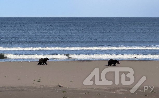 Два медведя вышли к отдыхающим на пляже сахалинцам