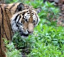 Тигр напал на молодую женщину в Приморье