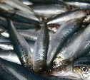 Рыбопромышленникам разрешили выловить у Южных Курил 190 тысяч тонн скумбрии