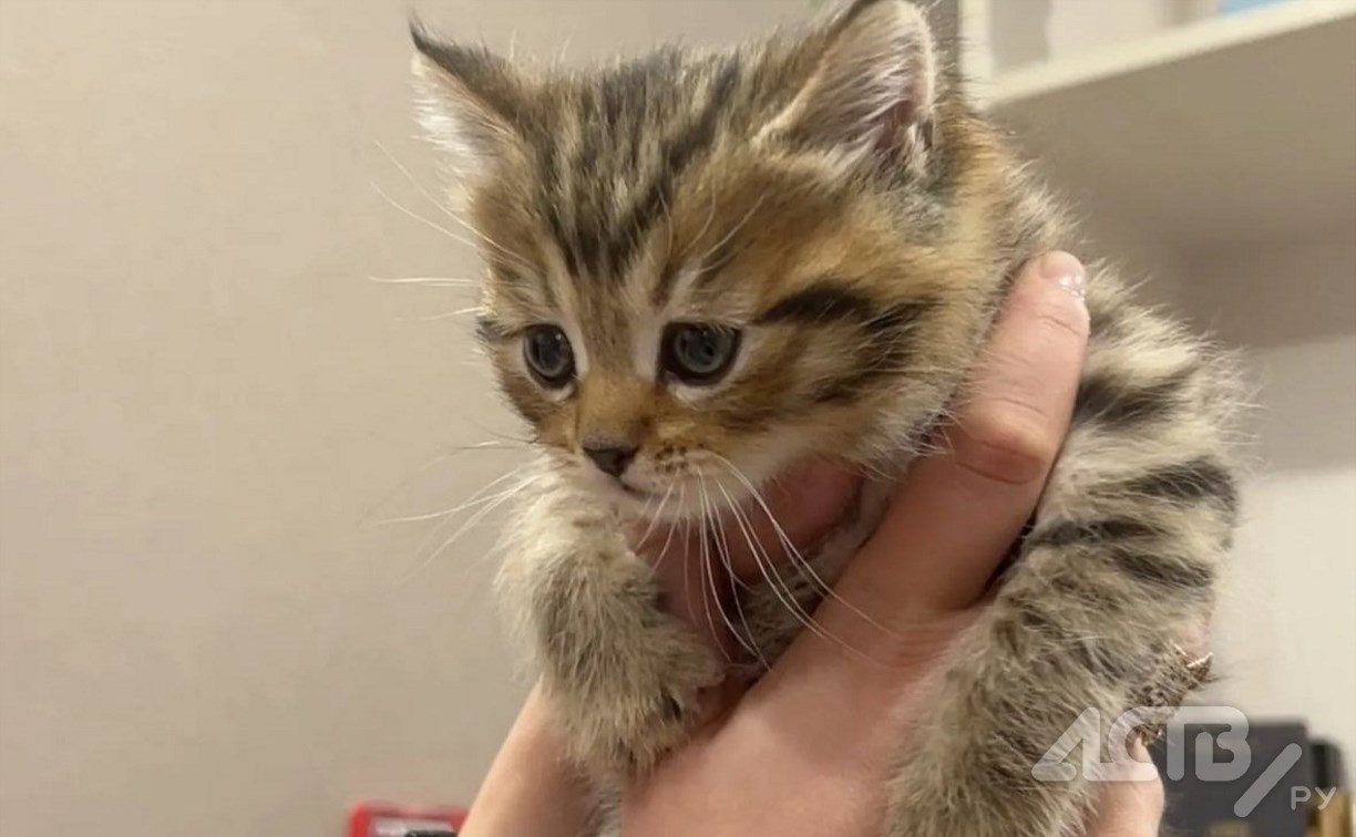 На Сахалине уже 18 человек наказали из-за отсутствия обязательной регистрации у питомцев