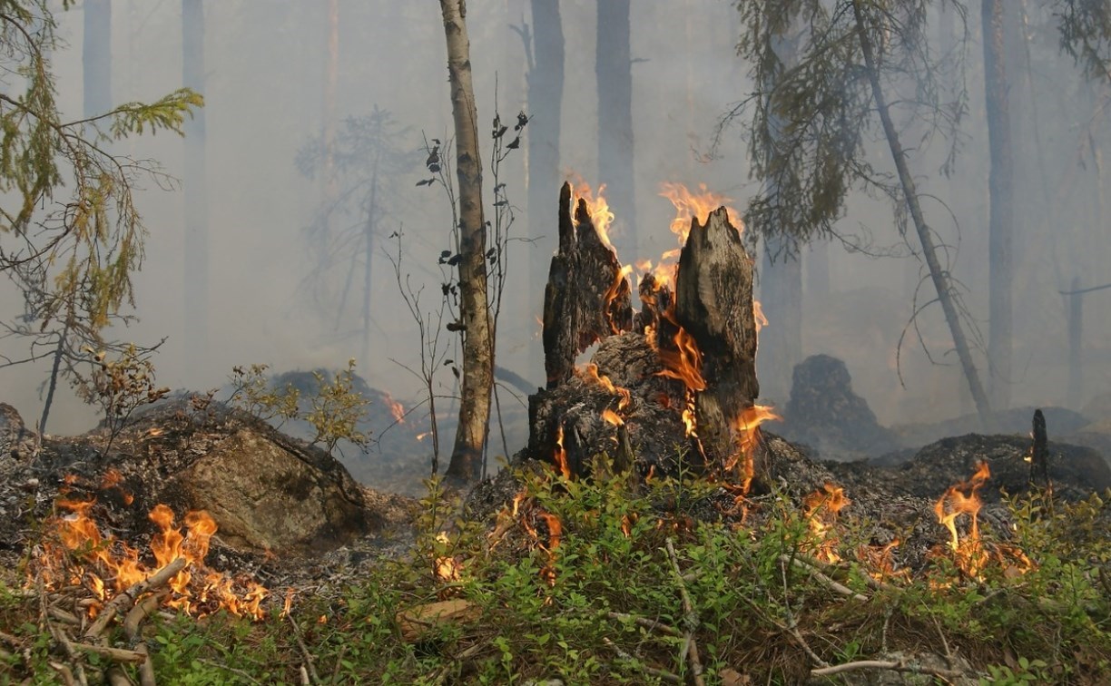 Лес горит в районе Холмска