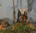 Лес горит в районе Холмска
