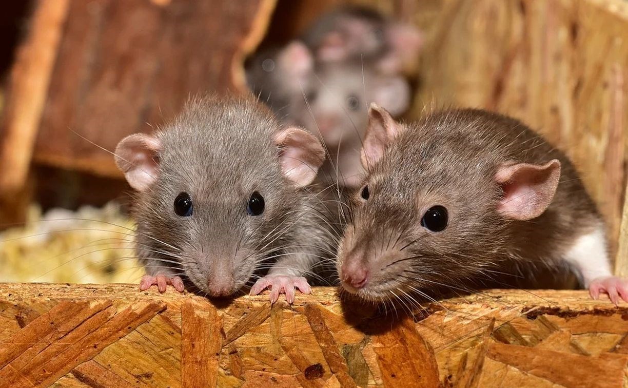 После запрета торговли крысы захватили бывший рынок в Петропавловске