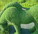 Вандалы победили: зелёные лошади навсегда покинут Южно-Сахалинск
