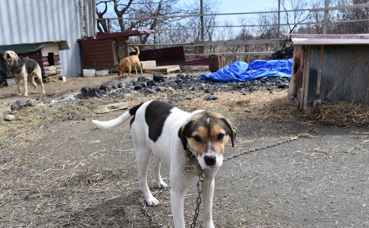  "Нужны незамедлительные меры": комиссия вновь посетила собачий "Интермодуль" на Сахалине 