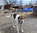  "Нужны незамедлительные меры": комиссия вновь посетила собачий "Интермодуль" на Сахалине 