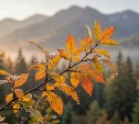На Сахалине дождливо, до +23 °C, а на Курилах пасмурно и до +19 °C: прогноз погоды для региона на 11 сентября