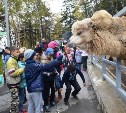 Юные сахалинцы накормили верблюдов в островном зоопарке