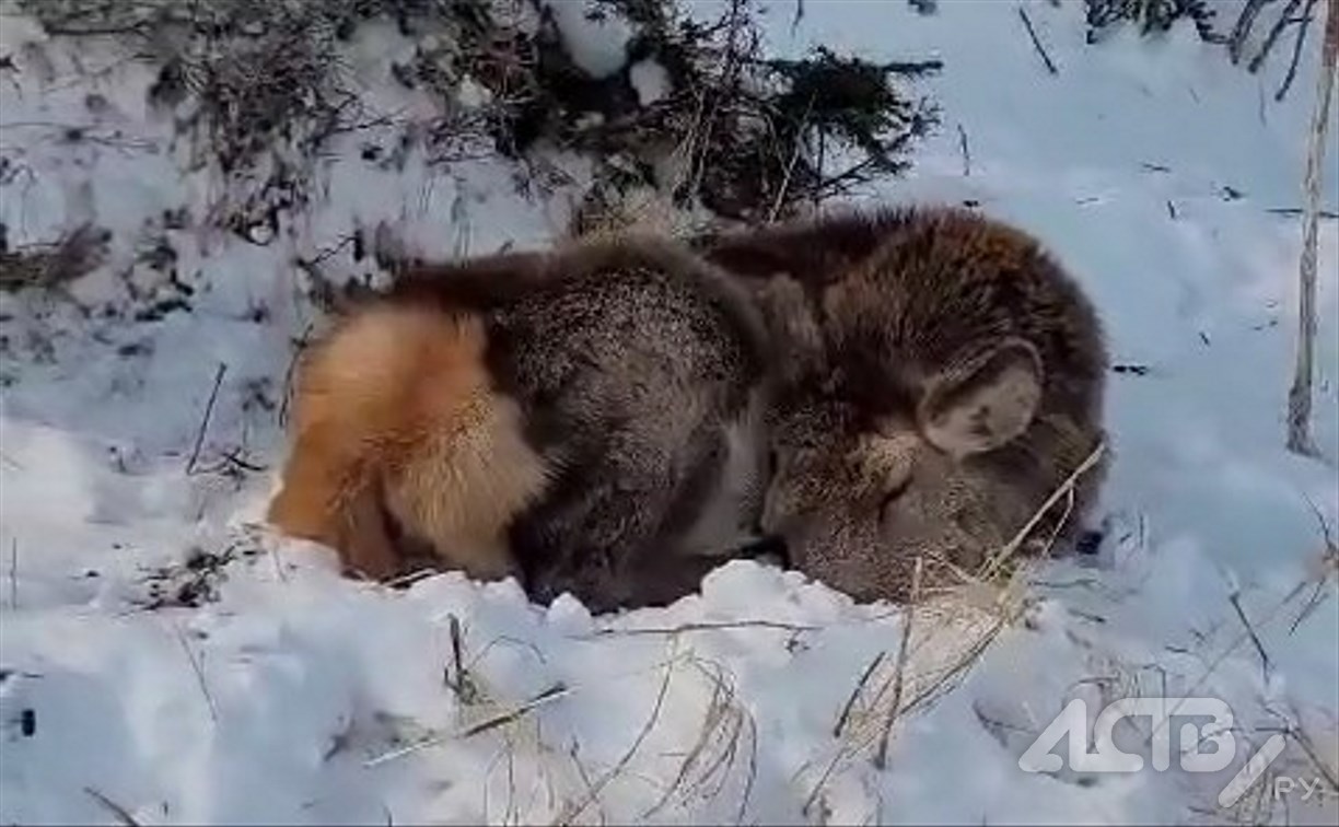 Самку изюбра нашли мёртвой недалеко от маяка на юге Сахалина