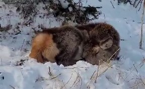 Происшествия