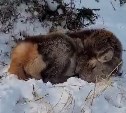 Самку изюбра нашли мёртвой недалеко от маяка на юге Сахалина