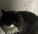 В Южно-Сахалинске кошечка спряталась в моторном отсеке автомобиля