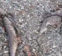 "Вонь стоит жуткая": неизвестные забросали побережье Сахалина поротой рыбой