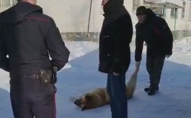 Жители Охи забили тревогу из-за дневного отлова собак