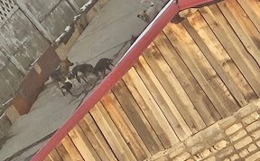 Общество