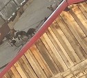 "Едва не прокусила шею": бездомная собака напала на южносахалинку
