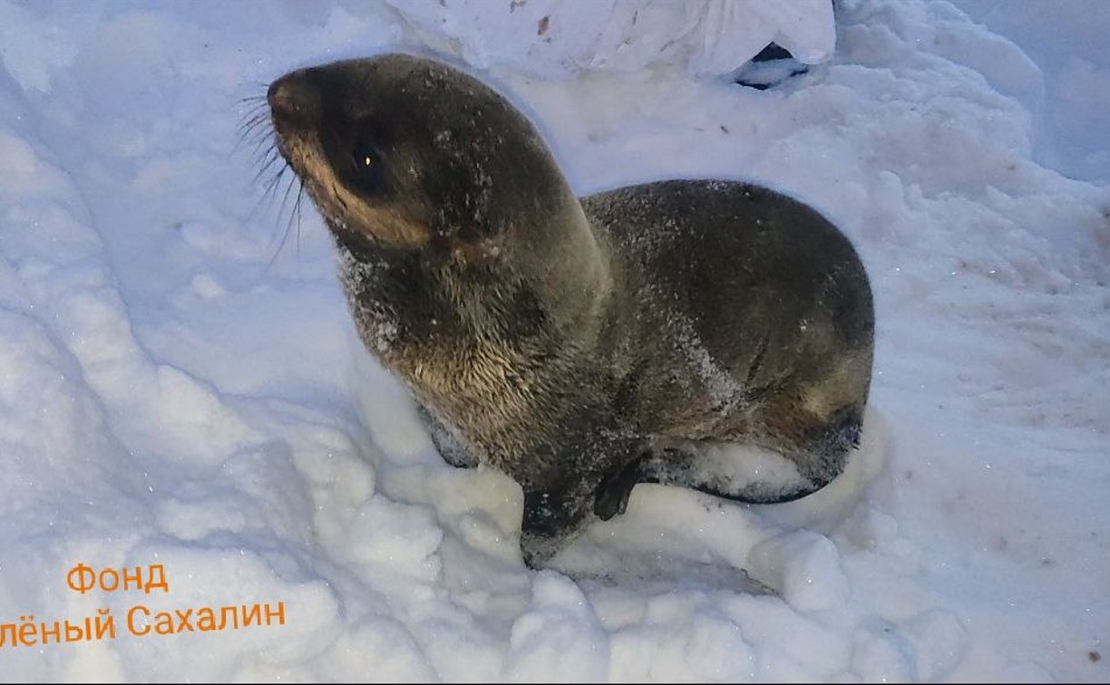 Тюлень-солдат: заблудившийся котик на Сахалине проявил необычное поведение при спасении