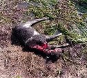 Фермер в Углегорском районе утверждает, что собаки до смерти растерзали его телят