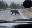 В Южно-Курильске местные жители заметили медведя