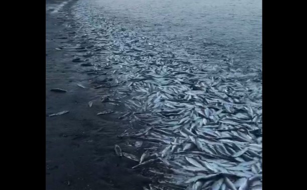 Море на Сахалине "закипело" сотнями тонн селёдки 