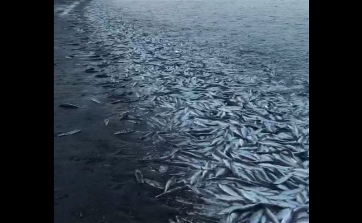 Море на Сахалине "закипело" сотнями тонн селёдки 