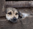 О безнадзорных животных теперь можно сообщать в «Сахалин.Онлайн»