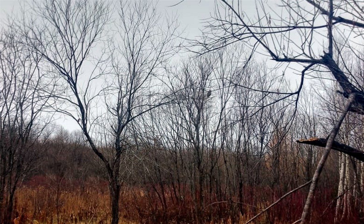 Птенца длиннохвостой неясыти, пострадавшего от ворон в центре Южно-Сахалинска, выпустили на волю