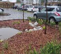 Дождевой сад Вишневского спас парковку в Южно-Сахалинске от потопа: как работает зелёная система