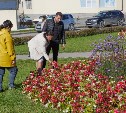 Около 80 тысяч тюльпанов осенью высадят в Южно-Сахалинске