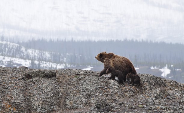 Основная часть медведей на Сахалине уже "чутко отдыхает" в берлогах